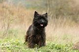 CAIRN TERRIER 661